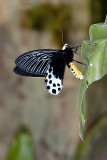 Parides sycorax egertoni