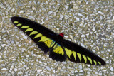 Troides (Trogonoptera) brookiana albescens (Rajah Brookes Birdwing)