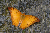 Vindula dejone erotella (The Cruiser)