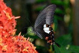 Papilio helenus helenus