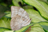 Zeuxidia aurelius aurelius (The Great Saturn)