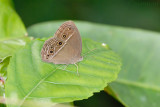 Mycalesis perseus cepheus