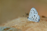 Acytolepis puspa lambi (Common Hedge Blue)