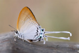 Cheritra freja frigga (Common Imperial)