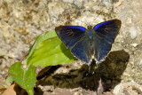 Hypolycaena erylus teatus (Common Tit)