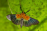 Nevrina procopia (Crambidae, Spilomelinae)