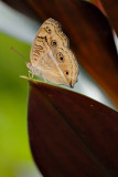 Junonia almana javana (Peacock Pansy)