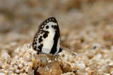Caleta roxus pothus(Aberration ?)
