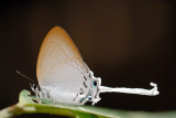 Cheritra freja frigga (Common Imperial)