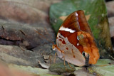 Thauria aliris pseudaliris (The Tufted Jungleking)