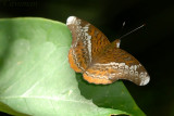 Lebadea martha malayana (Knight)