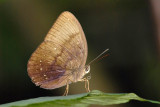 Faunis canens arcesilas (Common Faun) or Faunis kirata