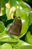 Hypolimnas bolina jacintha (Jacintha Eggfly)