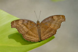 Junonia iphita horsfieldi(Chocolate Soldier)