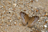 Tanaecia aruna aruna