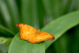 Vindula dejone erotella (The Cruiser)