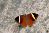 Xanthotaenia busiris busiris
