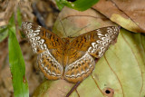 Lebadea martha malayana (Knight) - female