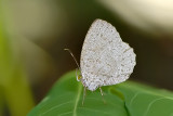 Allotinus unicolor unicolor (female)