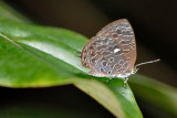 Arhopala ammonides chunsu