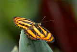 Athyma nefte subrata  -f. neftina