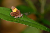 Pseudokerana fulgur