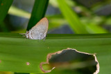 Cheritra freja friggia (Common Imperial)