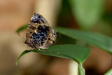 Arhopala abseus abseus