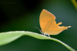 Loxura atymnus fuconius