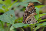 Elymnias nesaea lioneli (Tiger Palmfly)