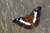 Moduza procris milonia (Commander)