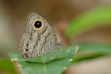 Ypthima horsfieldii humei (Malayan Five Ring)
