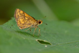 Potanthus omaha omaha (Lesser Dart)