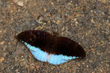 Tanaecia iapis puseda (Horsfields Baron)