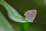 Arhopala ammonides chunsu