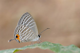 Jamides celeno aelianus