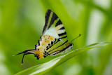Graphium antiphates itamputi (Five Bar Swordtail)
