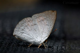 Curetis saronis sumatrana