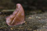 Coelites epiminthia epiminthia
