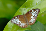 Tanaecia pelea pelea - female