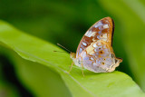 Vagrans egista macromalayana