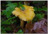 Chanterelle