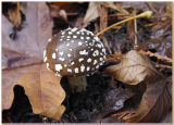 Amanita pantherina