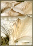 Pleurotus ostreatus