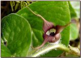 Wild Ginger (Asarum caudatum)