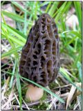 Morchella elata