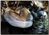 Lactarius pseudomucidus  & Cladonia macilenta