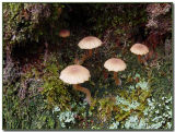 Lichen Agaric Omphalina ericetorum  Coccomyxa sp.