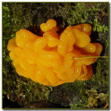 Orange Jelly (Dacrymyces palmatus)