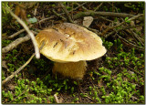 Boletus edulis (King Bolete)